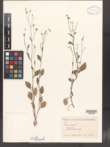 Lapsana communis