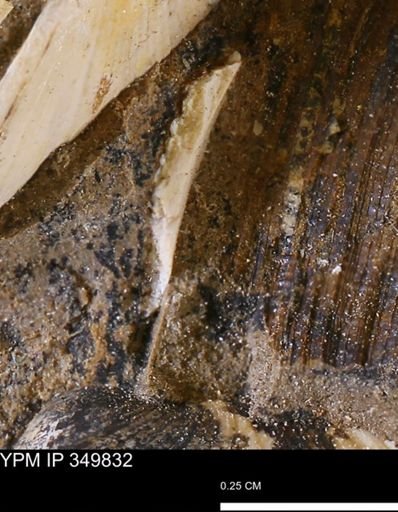 undet. Bivalvia