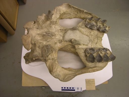 Brontotherium curtum