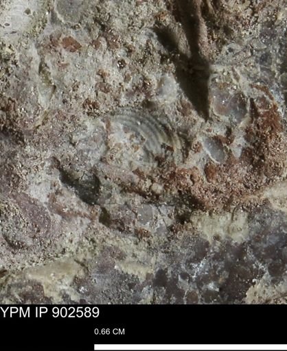 undet. Bivalvia