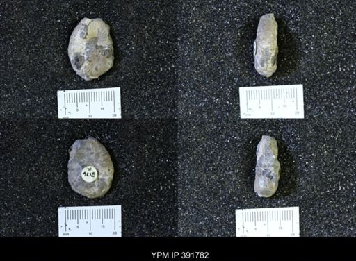 Scaphites whitfieldi