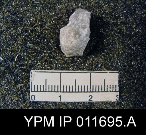 Marginifera manzanica