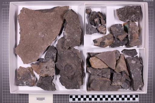 mixed taxa, stratigraphic collection