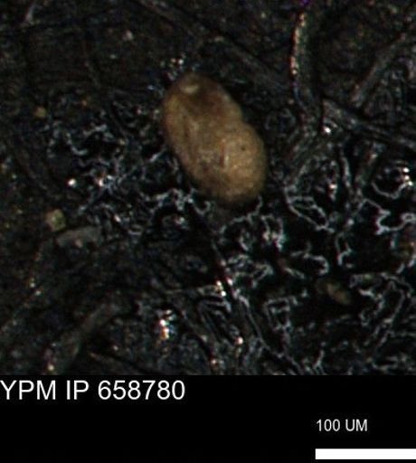 Miliammina ischnia