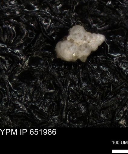 undet. Heterohelicidae