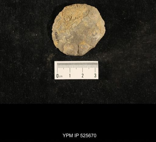 Crania scabiosa