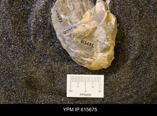undet. Bivalvia