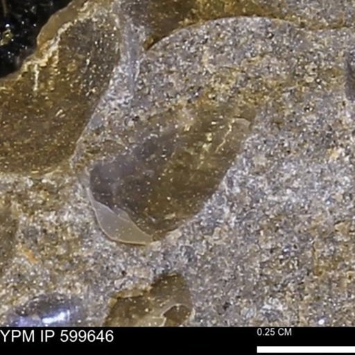 Protocardia subquadrata