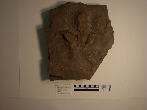 Anchisauripus sp.