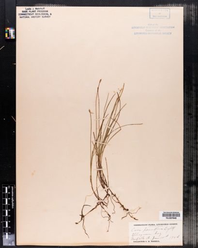 Carex pauciflora