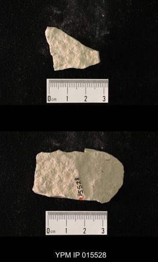 Probnis speciosa