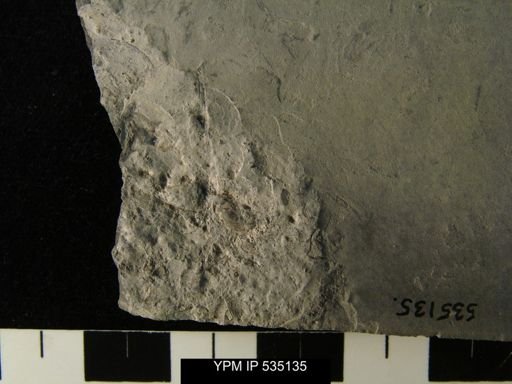undet. Ostracoda