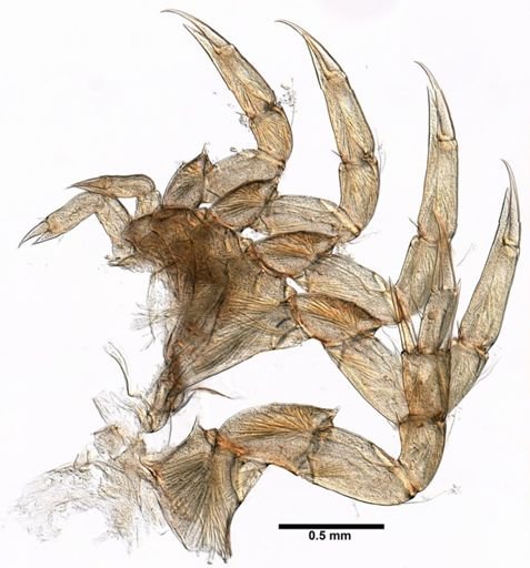 Limulus polyphemus