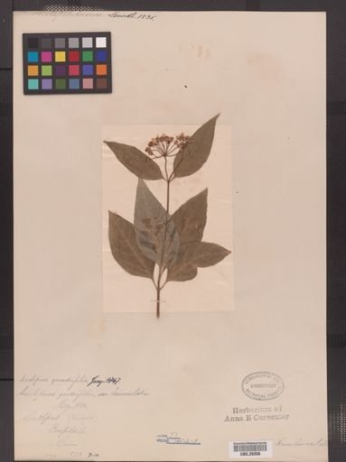 Asclepias quadrifolia