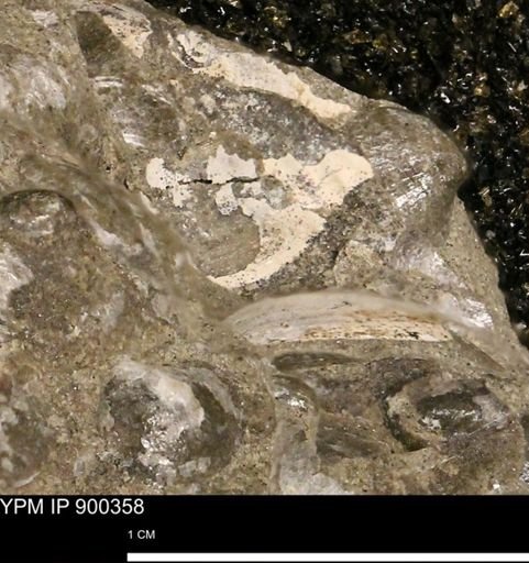Anomia gryphorhyncha