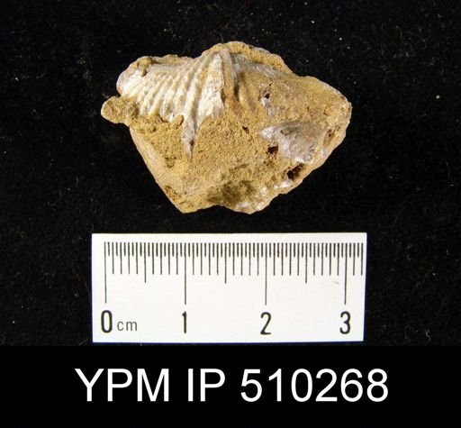 Mucrospirifer sp.