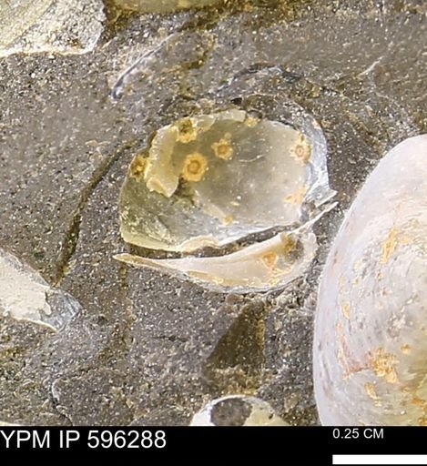 Limopsis striatopunctatus