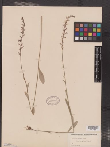 Lobelia spicata