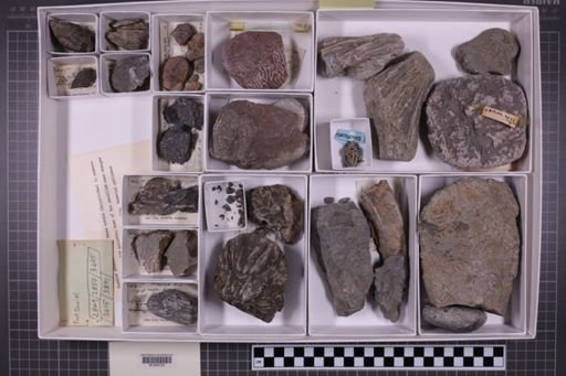 mixed taxa, stratigraphic collection
