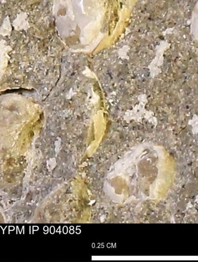 undet. Bivalvia