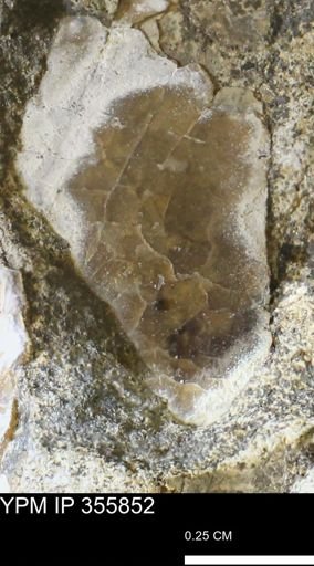 undet. Mollusca