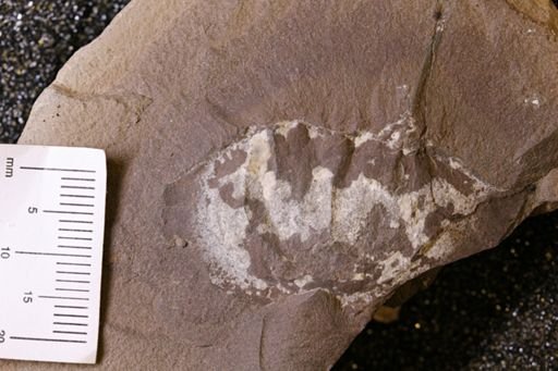 Euproops danae