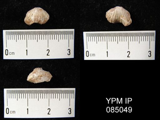 Camarotoechia borealis