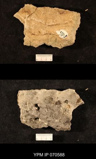 Favosites louisvillensis