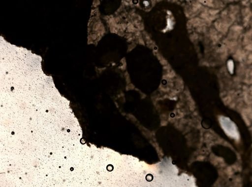 Goreauiella auriculata