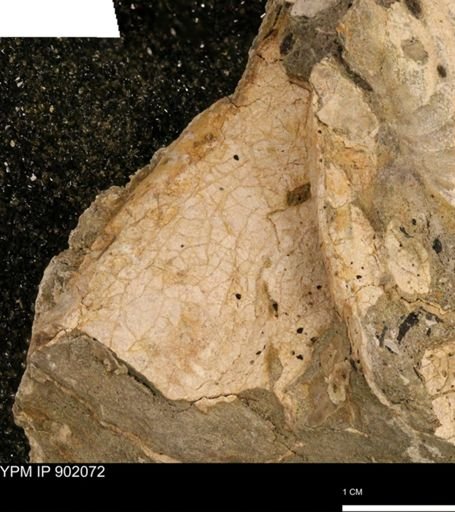 undet. Inoceramidae