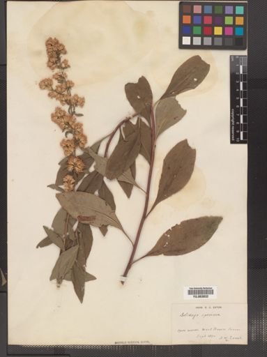 Solidago speciosa