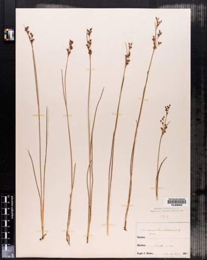 Juncus