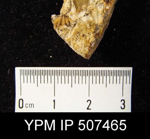 Spirifer duodenarius