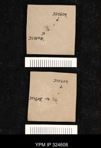 undet. Coleoptera