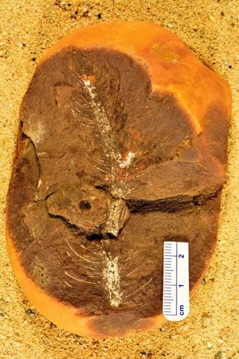 Lepidodendron