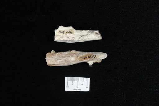 Cimolichthys?