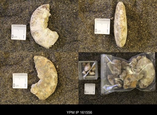 Hoploscaphites nicolletii
