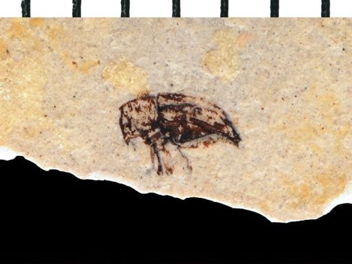 undet. Cryptorhynchinae