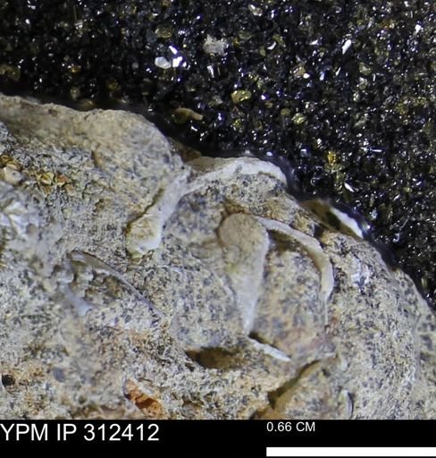 undet. Mollusca