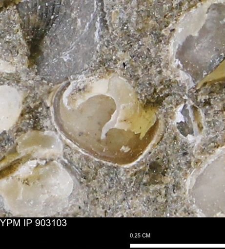 Corbulamella sp.