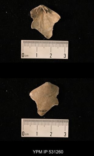 Oleneothyris harlani