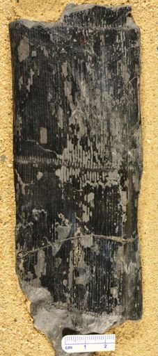 Calamites cistii