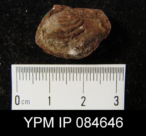 Leptaena rhomboidalis