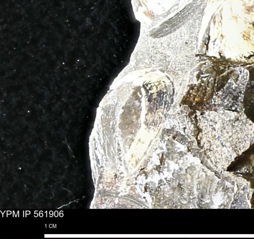 Limopsis sp.