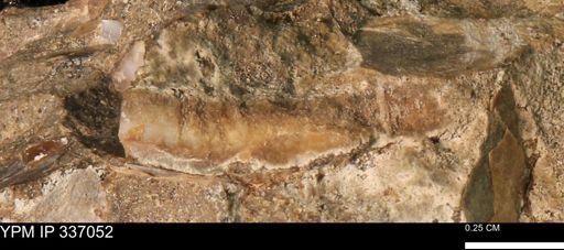 undet. Mollusca