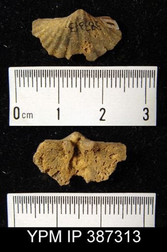Howellella cycloptera