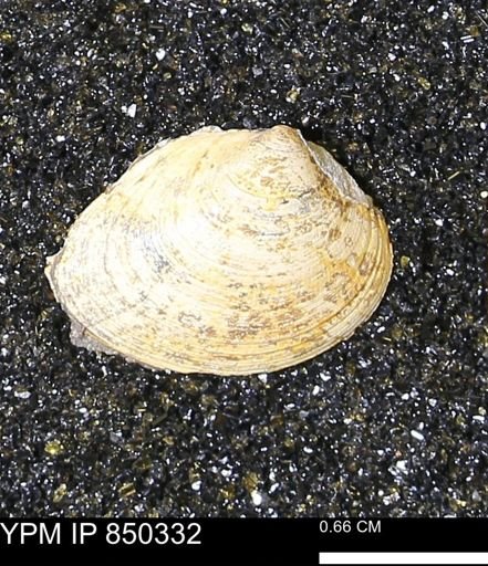 Limopsis striatopunctatus