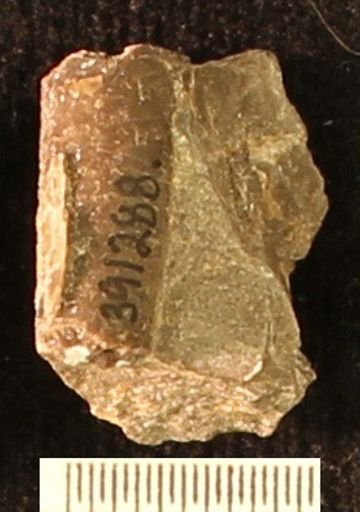 Baculites