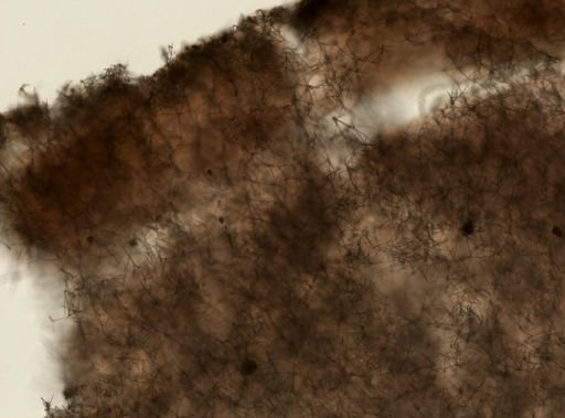 Haliclona (Reniera) tyroeis