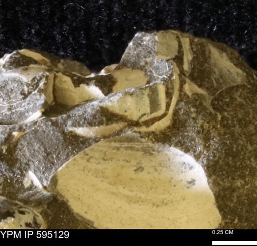 Protocardia sp.